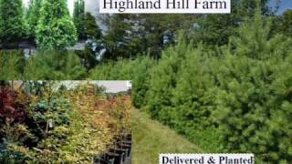 We sell A Large fast Growing Tree Cryptomeria Yoshino Bucks County Pa [upl. by Gualterio]