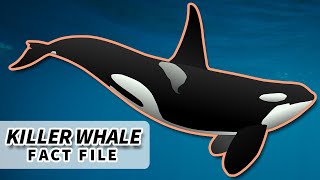 Orca Facts the KILLER WHALE facts  Animal Fact Files [upl. by Gnehc]