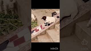 Funny animal goat funnygoat shorts ytshorts shorts4you a2z [upl. by Eelhsa862]