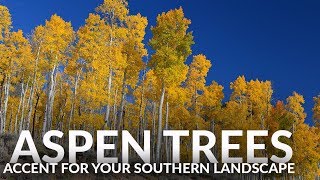 Will Quaking Aspen Trees Grow in the South [upl. by Crellen]