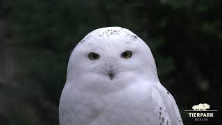 SchneeEule im Tierpark Berlin  Snowy owl at Tierpark Berlin [upl. by Aihsenat423]