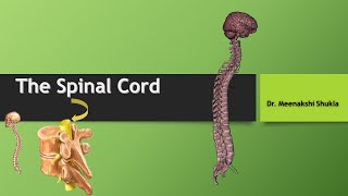 Spinal Cord स्पाइनल कॉर्ड [upl. by Mirabelle]