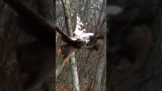 The Most Amazing Eagle and Peregrine Falcon Attacks [upl. by Talya]