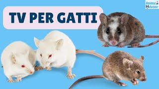 TV Per Gatti 🐱  ⭐ 3 ORE ⭐ di Topolini Topi e Ratti 🐭🐭🐭🐱 [upl. by Etirugram]