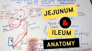 JEJUNUM AND ILEUM ANATOMY [upl. by Okia]