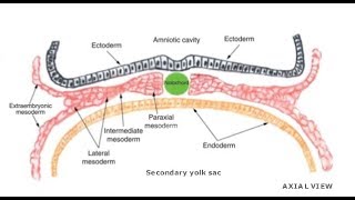 EMBRYOLOGY VII Intraembryonic Mesoderm Differentiation [upl. by Teloiv715]