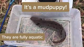 Detroit Zoo  Saving Wildlife Mudpuppy Survey [upl. by Ardaed531]