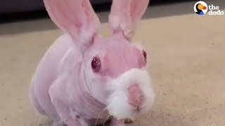 Hairless Bunny Finds Family Who Loves Him  The Dodo [upl. by Hamilton598]