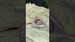 Falkor the Albino Alligator Nictitating Membrane at Everglades Holiday Park [upl. by Ahseenyt]