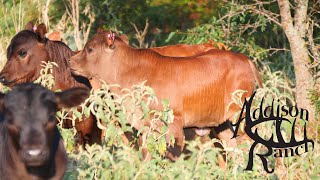 TAGGING MASHONA CALVES ON OPEN RANGE [upl. by Yleve]