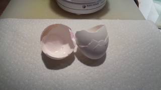 Natural Eggshell Membrane  NEM  preparing eggshells  recipe [upl. by Faun974]