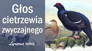 Głos tokującego cietrzewia zwyczajnego Lyrurus tetrix [upl. by Nnylecoj250]