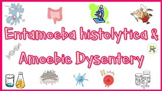 Amebiasis Amoebic Dysentery  Pathogenesis Clinical presentation Diagnosis amp Treatment [upl. by Ellehcem]