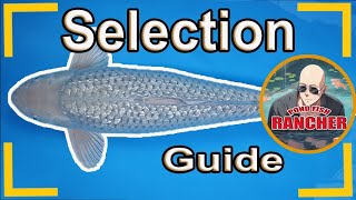 Koi fish selection guide SORAGOI  tips from the Pond Fish Rancher [upl. by Ayinat]