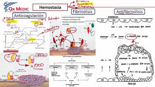 ENAM  FARMACOLOGIA ANTIARRÃTMICOS DIGOXINA HEMOSTASIA ANTIAGREGANTES [upl. by Lilah95]