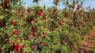 Most Delicious APPLE Farm  Honey Crisp Apple Harvest and Packing [upl. by Leinto]