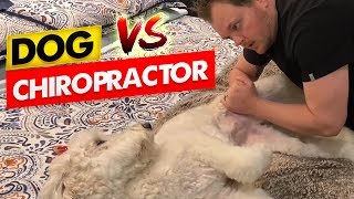 Dog Chiropractic Adjustment Dog Gets Back Cracked [upl. by Nohtan]