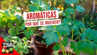 TOP 10 ERRORES MAS COMUNES CULTIVO HIERBAS AROMATICAS [upl. by Asilam675]