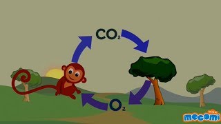 Oxygen Cycle Explained  Oxygen Facts for Kids  Educational Videos by Mocomi [upl. by Drusi]