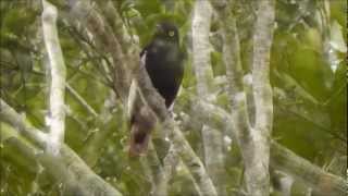 Whitewinged Cotinga  Anambédeasabranca  Xipholena atropurpurea [upl. by Ninnette]