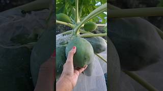 Vietnamese Dwarf Papaya 🫠✌️❤️👍papaya papayatree florida eating nature food fruit eat [upl. by Guttery89]