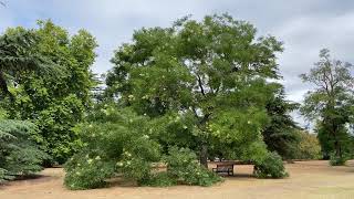 sophora kronei  tree  August 2022 [upl. by Burney]