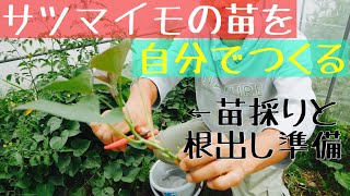 【サツマイモの苗作り】苗採りから根出しまで2019年5月15日有機農法 [upl. by Krystin]