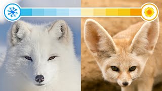 All 22 Species of Foxes Organised by Continent [upl. by Gleason]