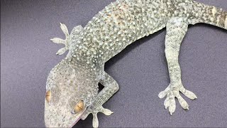 Unboxing INSANE Tokay Gecko Morph [upl. by Bonis]