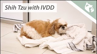 Shih Tzu Suddenly Unable To Walk Due To IVDD  SEVN Patient Journey [upl. by Hares404]