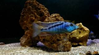 lichnochromis acuticeps [upl. by Teiluj828]