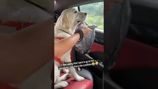 PoV  Labrador dog condition while traveling 😂🤣😂 labrador funny [upl. by Dever915]