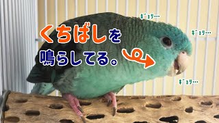 うちのサザナミインコがくちばしを鳴らします [upl. by Japheth]