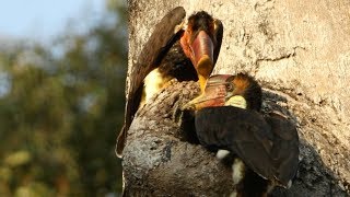 Hunting The Helmeted Hornbill [upl. by Lawrence527]