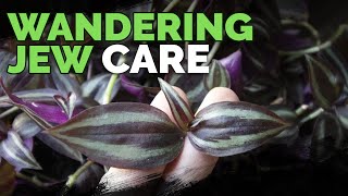 Wandering Jew Plant Care Growing Tradescantia Zebrina [upl. by Tuppeny]