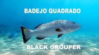 Badejo Quadrado [upl. by Pelagi78]