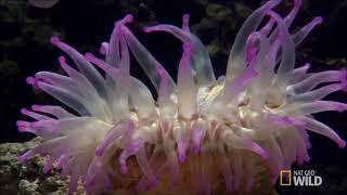 sea anemone kill fish [upl. by Nazar]