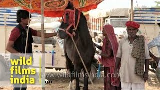 Marwari horses for sale at Pushkar mela  Rajasthan [upl. by Wiburg]