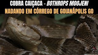 Cobra Caiçaca  Bothrops moojeni nadando em córrego de Goianápolis GO  Biólogo Henrique [upl. by Osmo661]