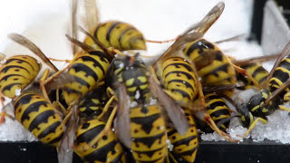 Honey Bees at the Mercy of Yellow Jacket Wasps In Cold Weather Dry Sugar Feeding [upl. by Aihsele757]