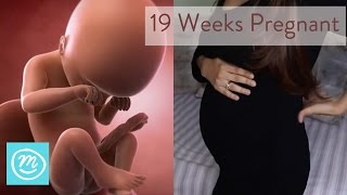 19 Weeks Pregnant What You Need To Know  Channel Mum [upl. by Aksoyn909]