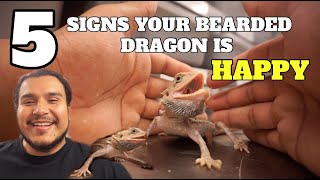 5 Signs Your Bearded Dragon Is Happy  Must Watch If You Own One [upl. by Novar]