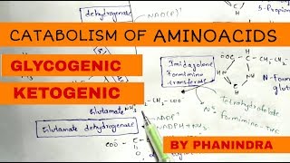 Catabolism of Aminoacids  Degradation  Glycogenic and Ketogenic Aminoacids [upl. by Fortune]