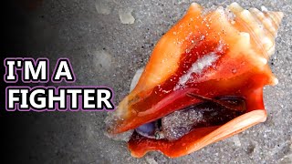 Conch facts snails with attitude  Animal Fact Files [upl. by Anahoj]