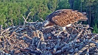 Kalakotkas Marko brings breakfish Miina is feeding the chicks423 AM 20190608 [upl. by Inacana]