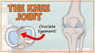 DETAILED Anatomy of the Knee Joint [upl. by Lleznol]