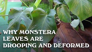 Why Monstera leaves are deformed and drooping [upl. by Lebam]