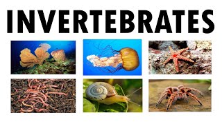 The Invertebrates Science 6 [upl. by Zelma213]