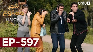 ShajareMamnu  Episode 597  Turkish Drama Forbidden Fruit  Urdu Dubbing  4 October 2023 [upl. by Georgeanna776]