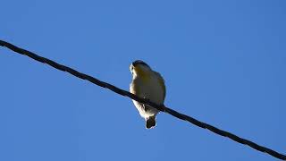 Striated Pardalote Yengarie Qld [upl. by Ryhpez754]